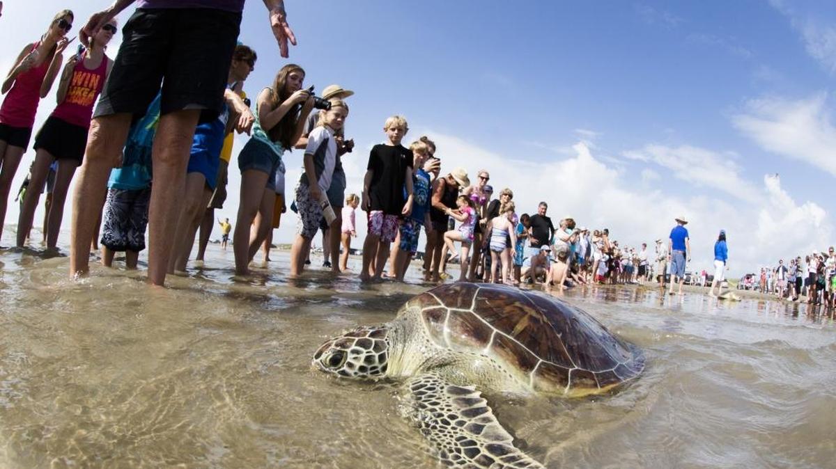 The National Oceanic and Atmospheric Administration will remove Florida’s green sea turtles from the endangered species list in a plan that divides turtles around the planet into 11 distinct populations. Only three groups will remain classified as endangered while the remaining eight will be downlisted to threatened.