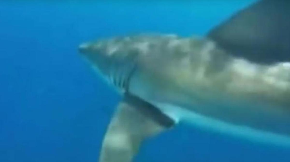 Teens fishing off Central Florida Sunday spotted a 15-foot great white shark circling their boat.