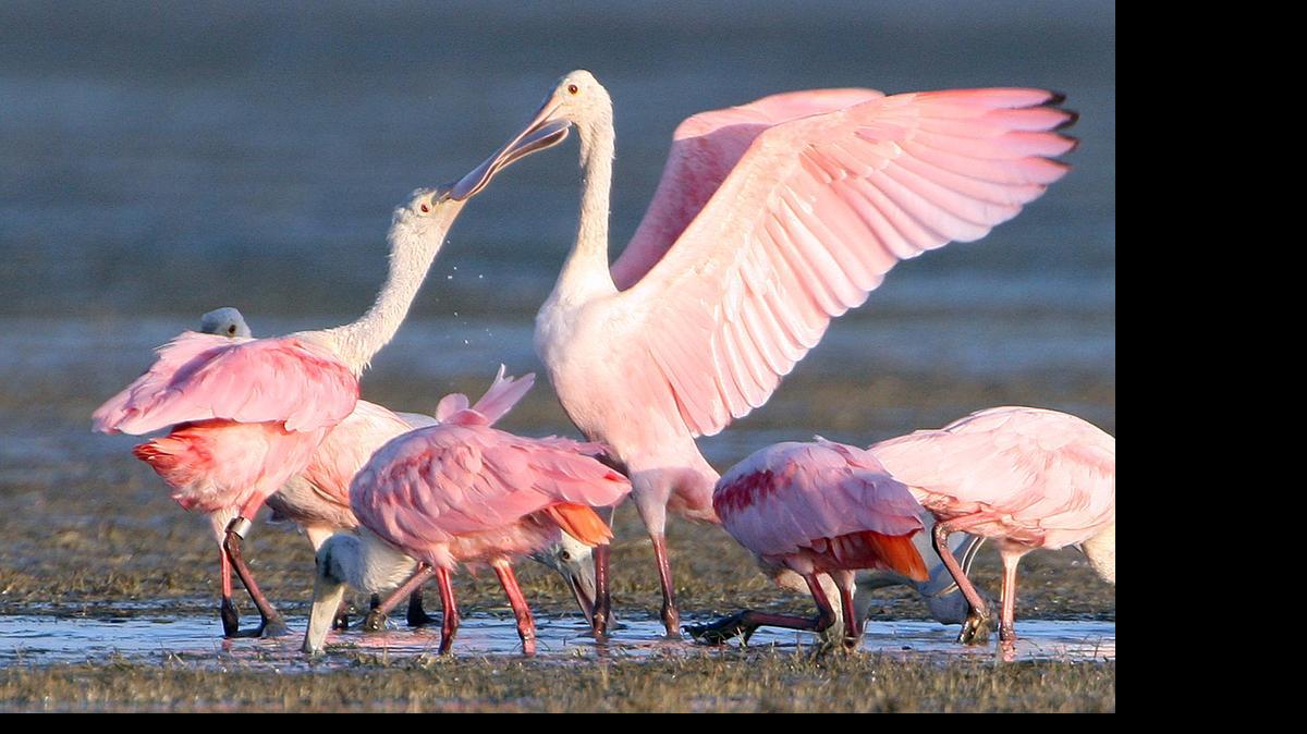 
Two roseate spoonbills fight over their spot in the shallows of Snake Bight in Florida Bay in Everglades National Park.
