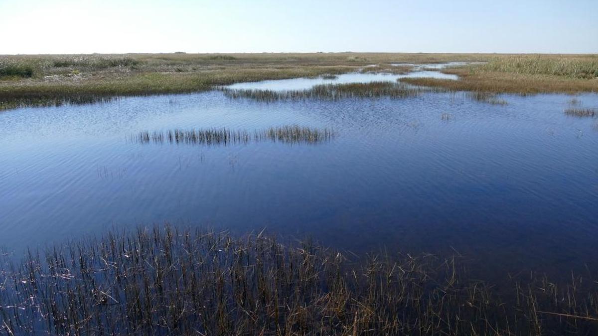 For the next 20 years, Florida legislators will be required to dedicate at least $250 million annually to fund restoration of the state’s ailing Everglades ecosystem and polluted springs under a bill signed Thursday by Gov. Rick Scott.