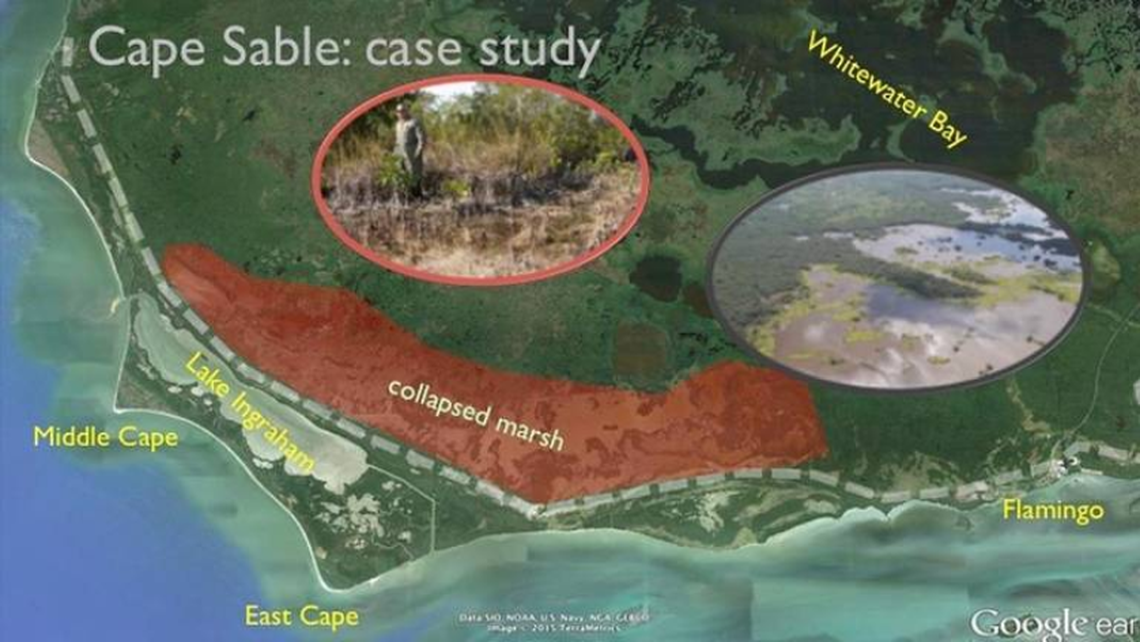 Marshes near Cape Sable have started to collapse as peat dries out and begins spreading muddy water that helps prevent mangroves from growing.
