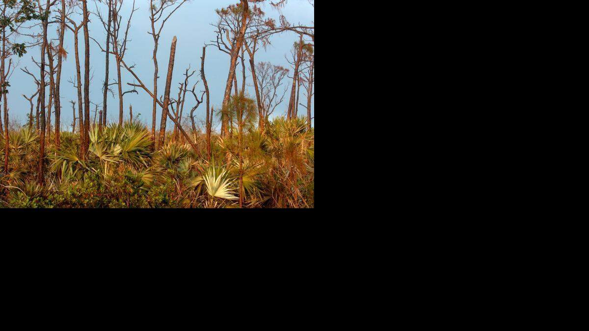 
Dead and dying trees were found on Big Pine Key in 2006 after Hurricane Wilma. While the hurricane killed some, biologists also believe saltwater intrusion and rising sea levels also played a part.
