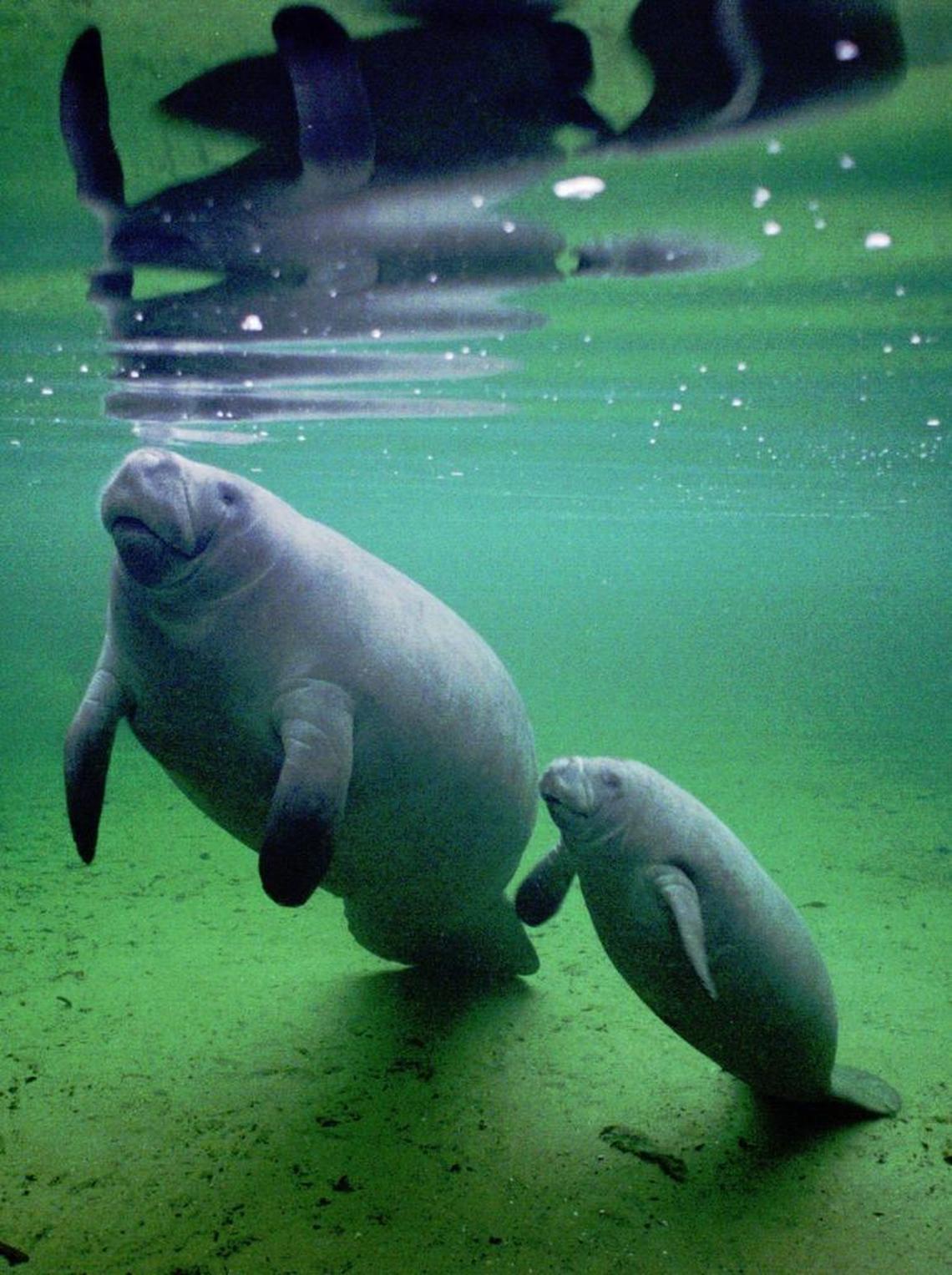 West Indian manatees, pictured here in Blue Springs State Park, are among Florida’s more high profile endangered species federal wildlife managers spend millions to conserve. In 2016, the last year data is available, the U.S. Fish and Wildlife Service spent $5.4 million.