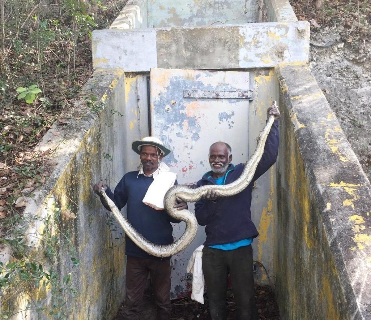 Irula tribal hunters Masi Sadaiyan and Vadivel Gopal hold a python they captured earlier this year at the old Nike missile silo in the Crocodile Lake National Wildlife Refuge near Key Largo.