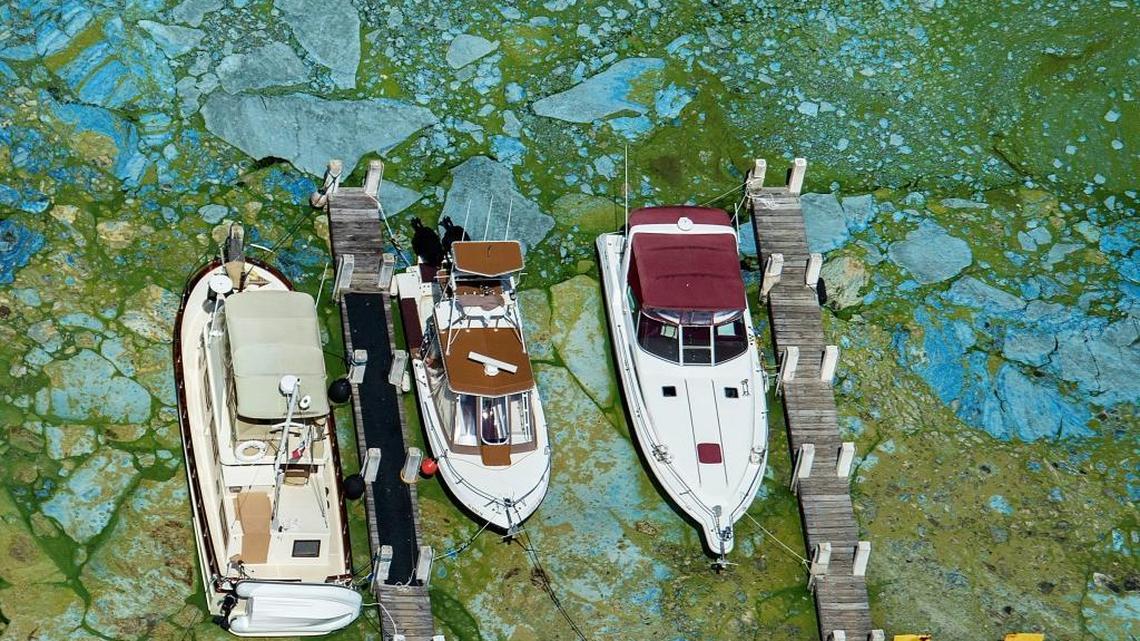 Boats docked at Central Marine in Stuart, are surrounded by blue green algae on Wednesday. Gov. Rick Scott has declared a state of emergency for the area and on Thursday the U.S. Army Corps of Engineers said it would reduce the flow of foul Lake Okeechobee water down the St. Lucie River.