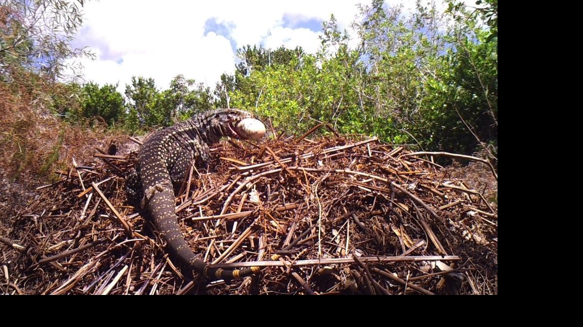 
An Argentine black and white tegu, photographed in August 2013, swipes an egg from an alligator nest in southern Miami-Dade County.
