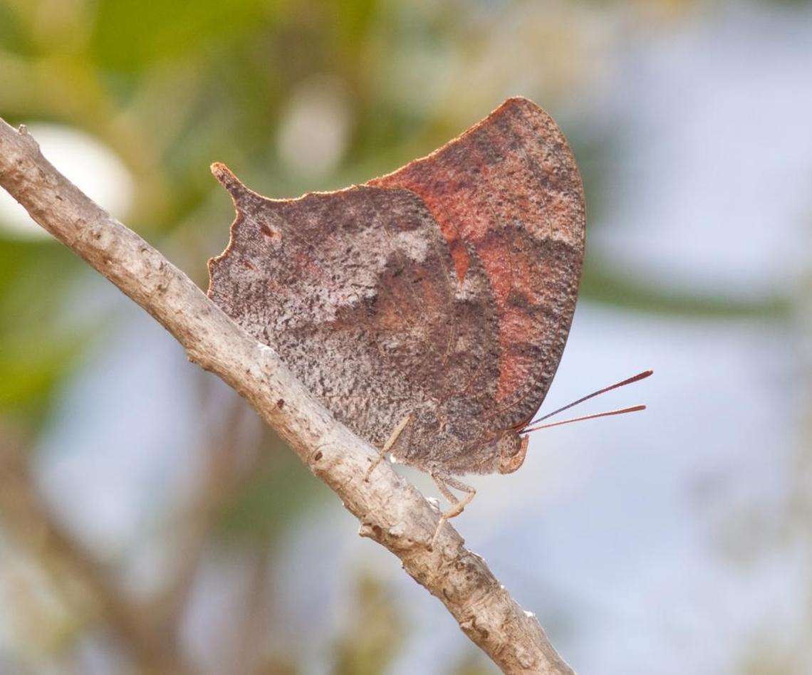 This Florida leafwing, which can have brilliant orange on its upper wings, was spotted by butterfly counter Holly Salvato on May 20 at Everglades National Park. The leafwing, along with the Bartram’s hairstreak, where added to the endangered species list in August 2014.