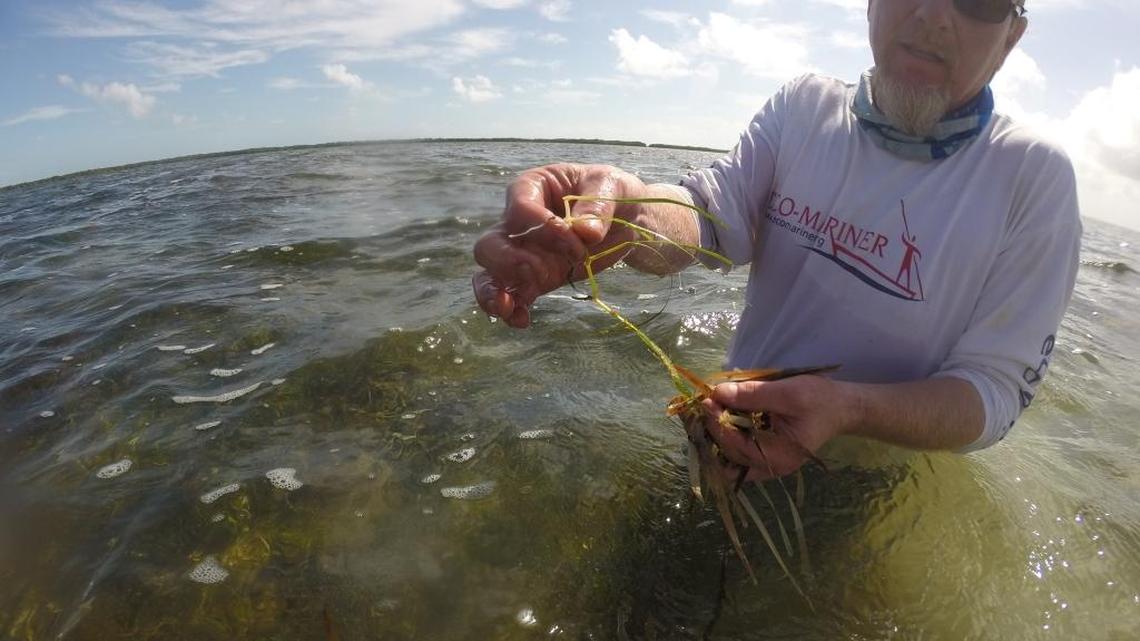 Audubon Florida biologist Jerry Lorenz holds a stalk of dead seagrass. Since last summer, about 50,000 acres of seagrass have died, wiping out critical habitat for the bay’s marine life.