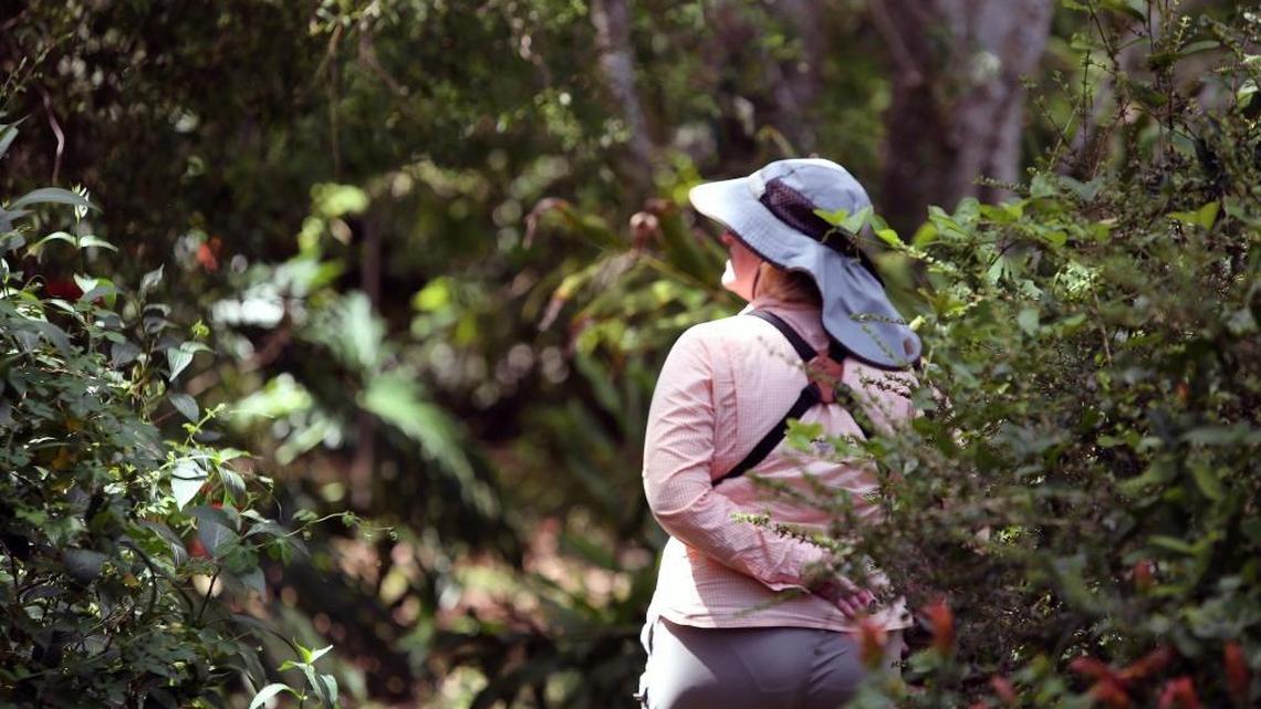 Sue Farnsworth searches for butterflies in south Miami-Dade County last month during the North American Butterfly Association’s annual butterfly count, the longest and largest count of butterflies in the world.