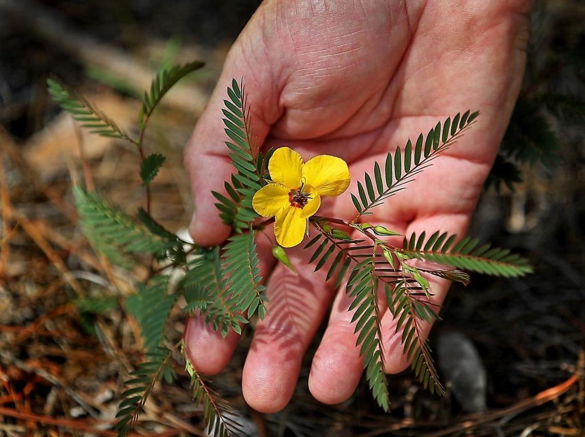 A Deering partridge pea, named for industrialist John Deering, is one of the many wildflowers that grow in pine rockland and is considered very rare outside Miami-Dade County.