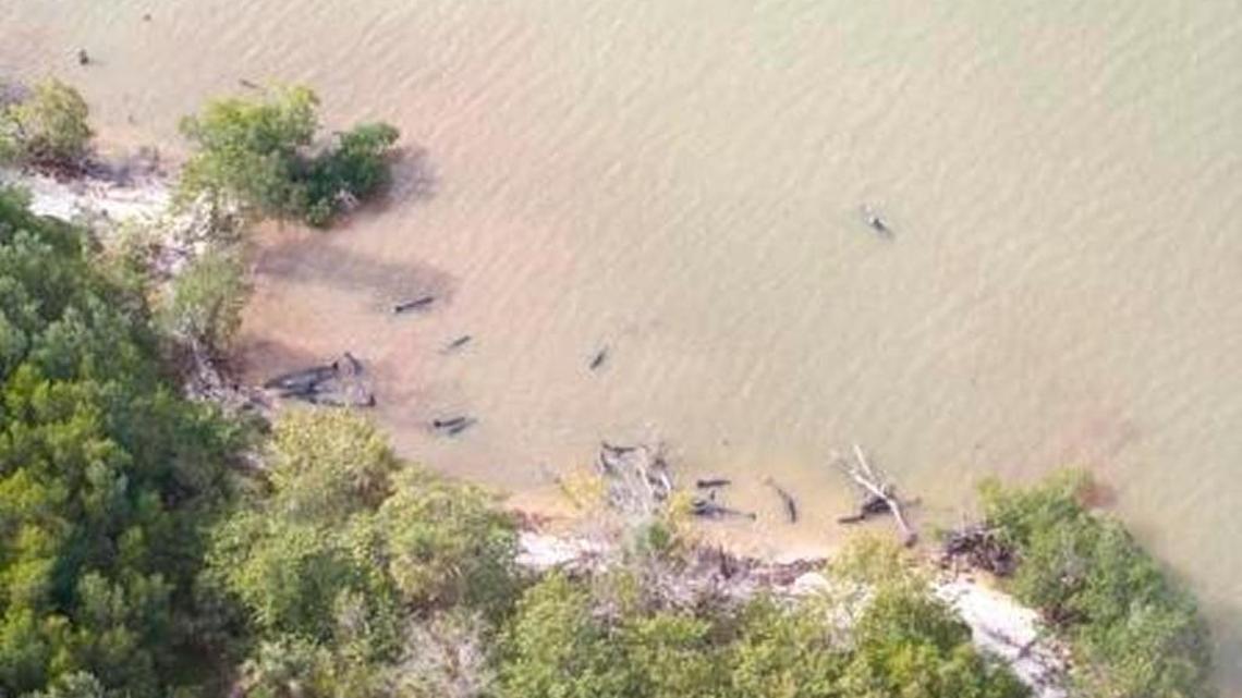 The U.S. Coast Guard first confirmed the mass stranding of nearly 100 false killer whales near Hog Key in Southwest Florida after a caller alerted state wildlife officials on Saturday, Jan. 14, 2017.
