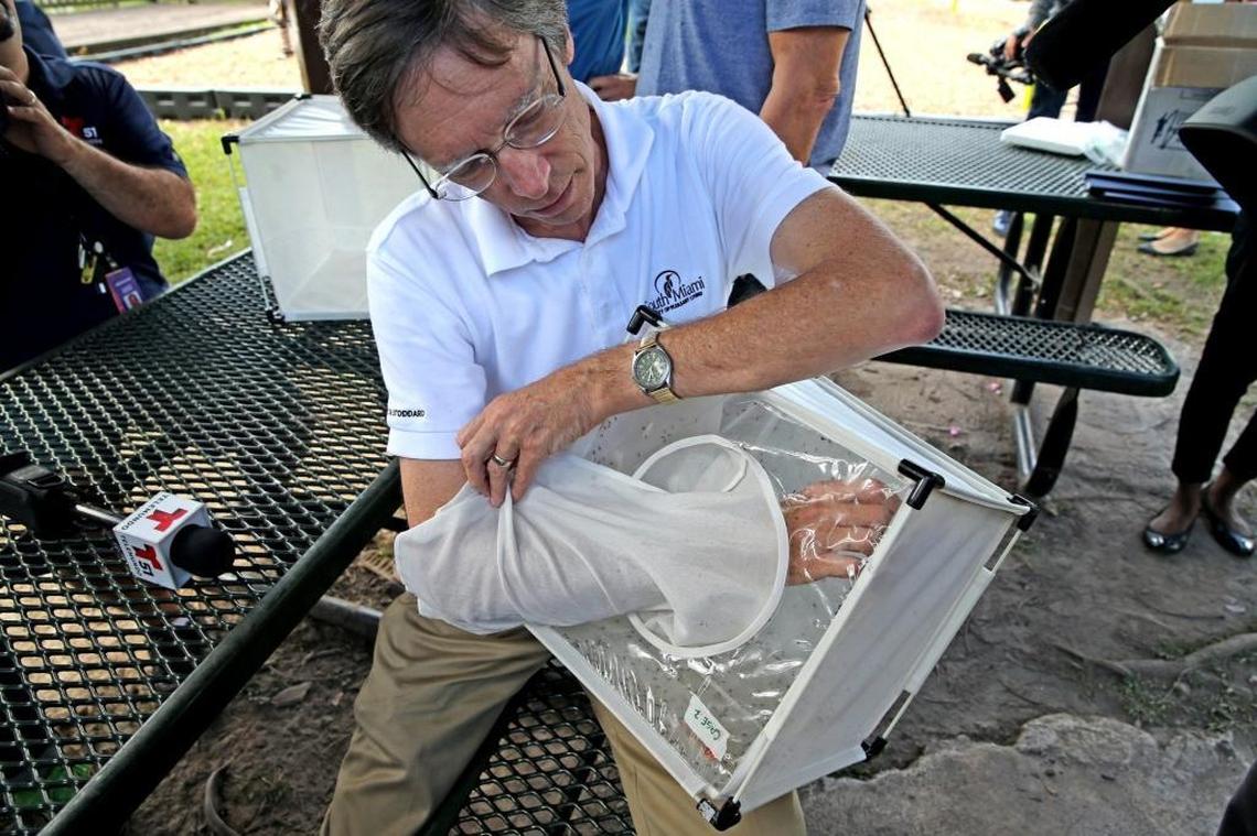 South Miami Philip K. Stoddard sticks his hand in a carrier filled with mosquitoes at Brewer Park in South Miami, where lab-bred mosquitoes were released as part of a mosquito control field trial. Miami-Dade County and Mosquito Mate began releasing the mosquitoes in late January.
