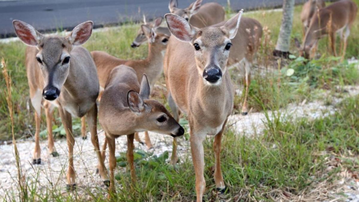 Since Hurricane Irma, residents have helped tend to endangered Key deer, shown here in October 2016 after an outbreak of Old World screwworm. Federal wildlife officials, however, warn that feeding the deer can harm them.