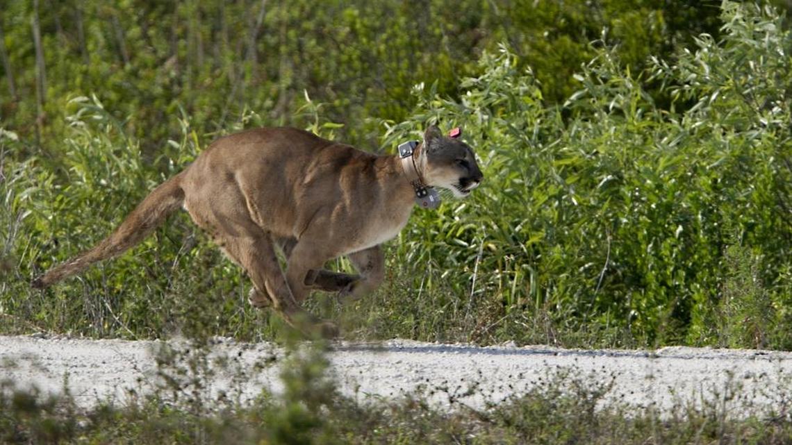 A young male Florida Panther runs down a road after its release in the Rotenberger Water Management Area on April 3,2013.The panther and its sister were rescued as 5 month old kittens when their mother was found dead in Collier County.