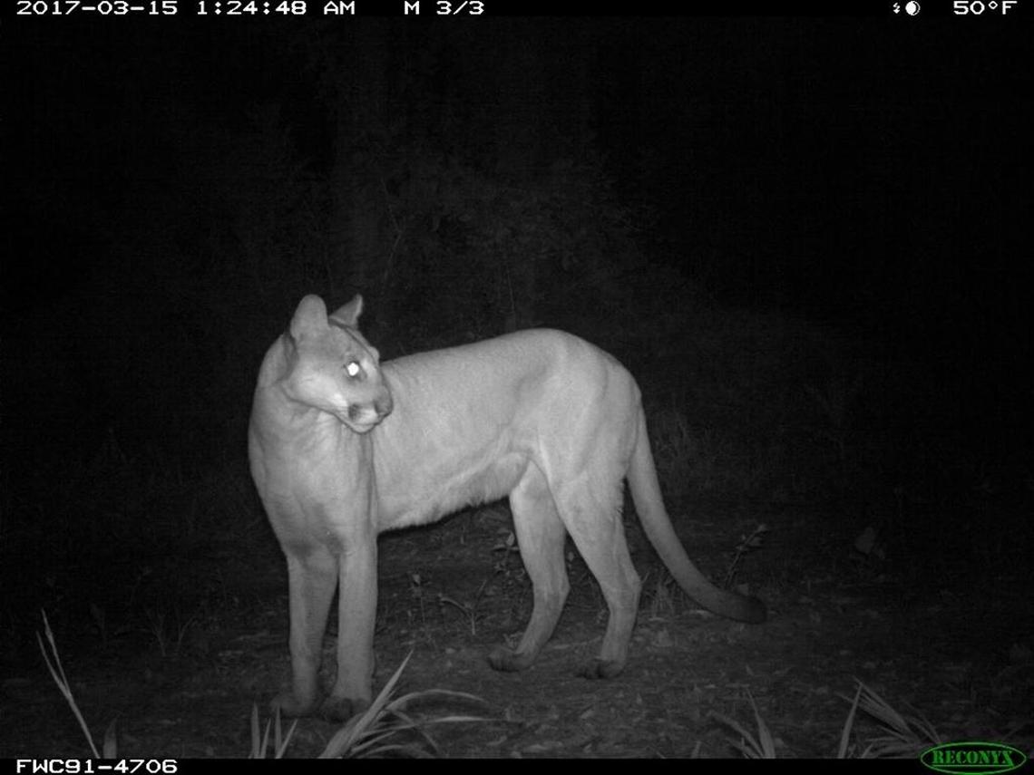 A trail camera photographed this female Florida panther north of the Caloosahatchee River. Florida wildlife officials say the panther is the mother of two female kittens also found north of the river.