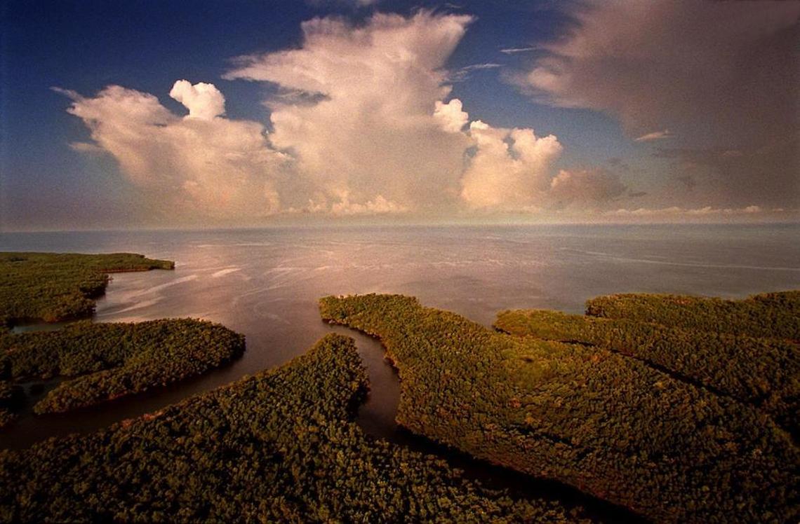 At Ponce De Leon Bay where the Shark River empties into the Gulf of Mexico, scientists say increasing sea level is pushing saltwater inland, causing freshwater marshes to shrink and coastal mangroves to head landward.