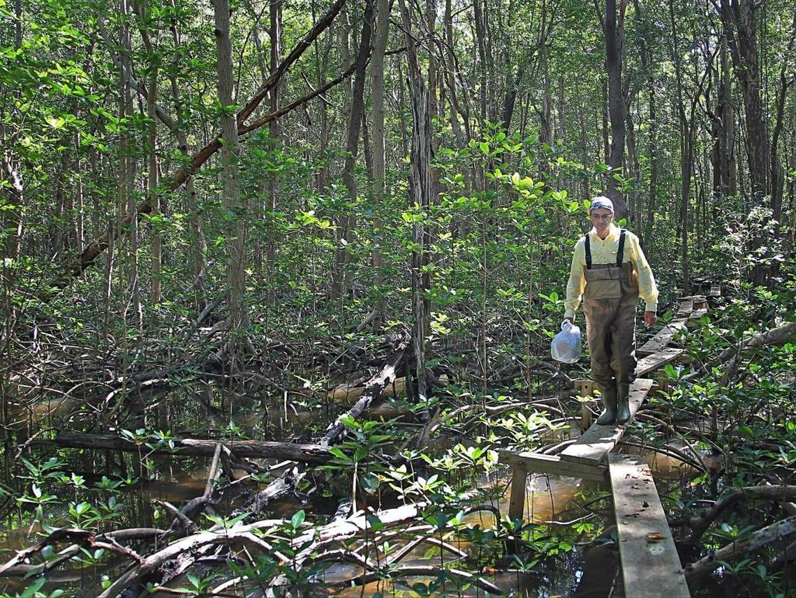 Florida International University scientists, including biologist Rafael Travieso, have been monitoring water quality along Shark River since 2000 to track the progress of Everglades restoration. A new look at data found that an increase in sea rise of about five inches is outpacing restoration efforts.