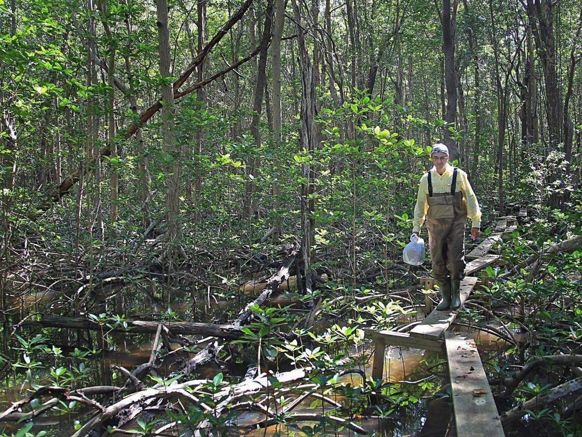 Florida International University scientists, including biologist Rafael Travieso, have been monitoring water quality along Shark River since 2000 to track the progress of Everglades restoration. A new look at data found that an increase in sea rise of about five inches is outpacing restoration efforts.