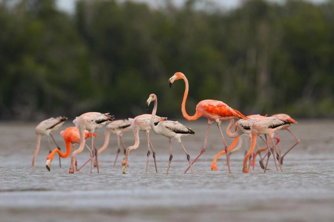 National Park Service Data Manager and Ecologist Judd Patterson photographed this rare flock of flamingos in Lake Ingram in 2012, a sighting that helped launch a study that eventually concluded flamingos are native to Florida and should have protected status.