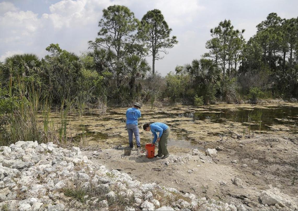 Florida International University graduate students Jesse Blanchard, 29, left, and Vanessa Trujillo, right, capture exotic fish near Birdon Road in the Big Cypress National Preserve. Biologists fanned out across the preserve to look for invasive fish.
