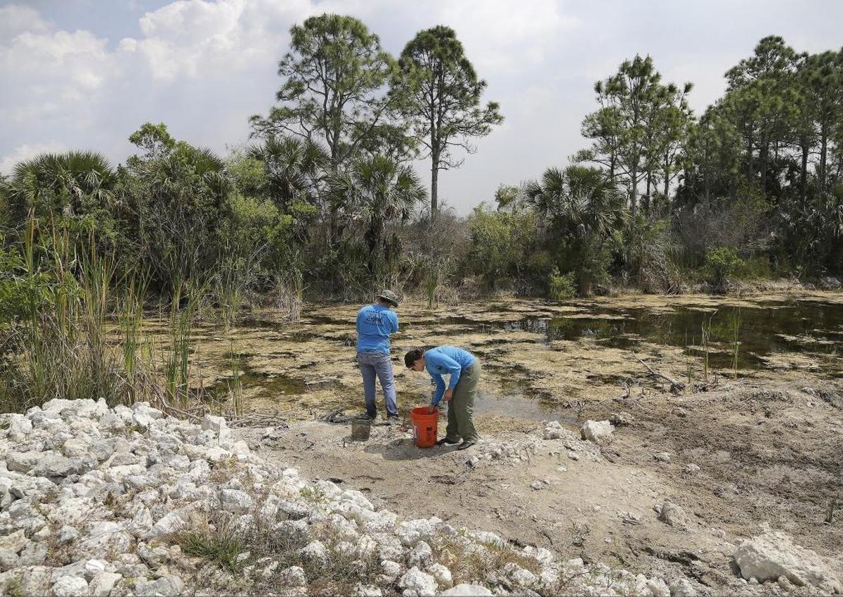 Los estudiantes de posgrado de la Universidad Internacional de la Florida, Jesse Blanchard, de 29 años, a la izquierda, y Vanessa Trujillo, a la derecha, capturan peces exóticos cerca de Birdon Road en la Reserva Nacional de Big Cypress esta semana. Los biólogos se desplegaron por la reserva para buscar peces invasores.