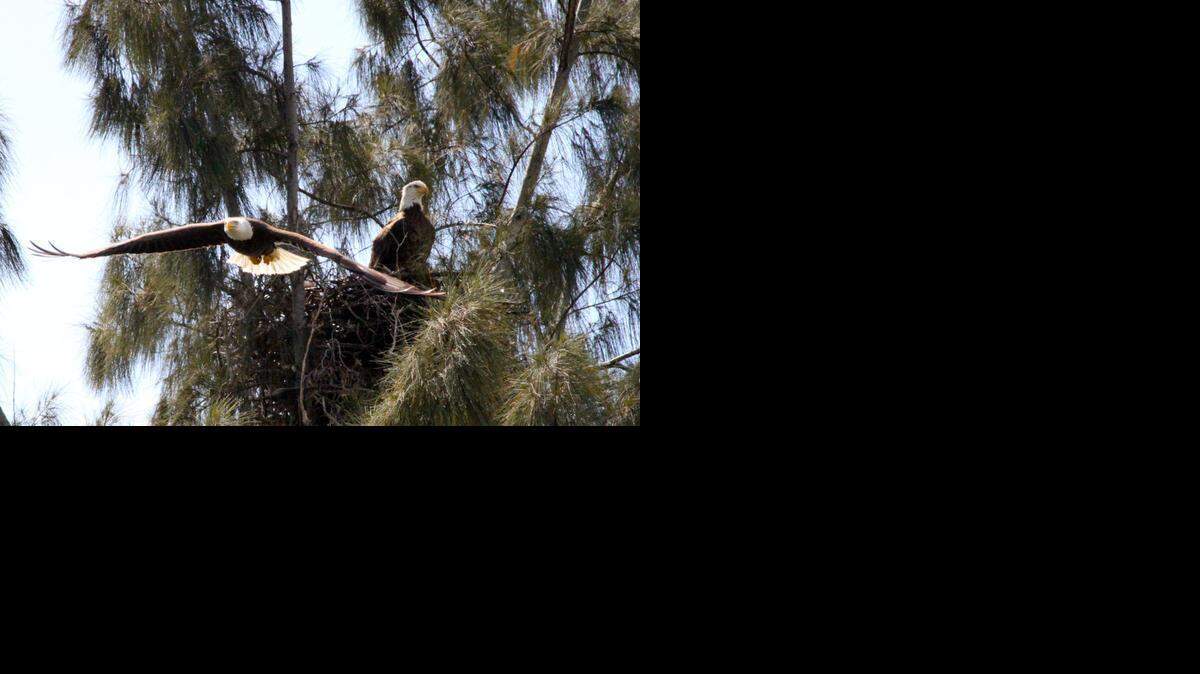 
An eagle takes flight from a nest near Palm Springs North just east of I-75. The next is one of just two active nests recorded in Miami-Dade County and only the fourth documented by state biologists since 1987.
