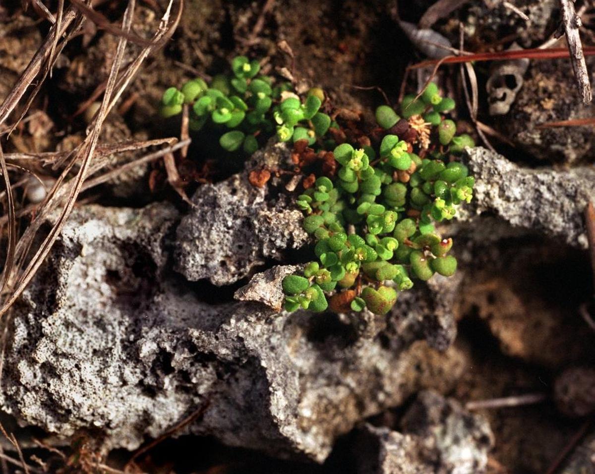 Endangered deltoid spurge is one of the tiny ground herbs that grow in the crevices of the pinelands oolite rock floor and can only be found in the South Florida forest.