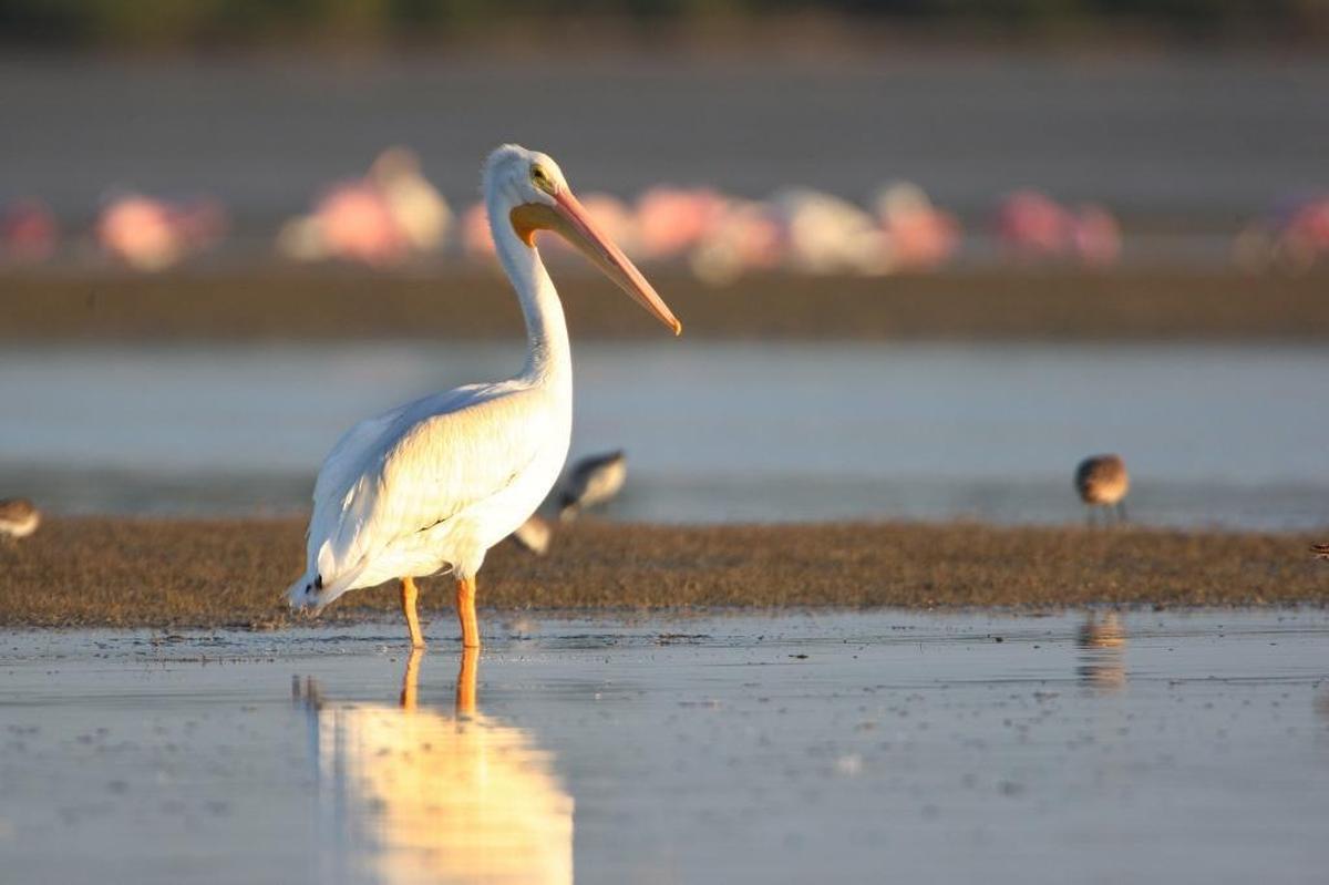 Scientists say more freshwater needs to reach the southern Everglades to keep coastal wetlands healthy.