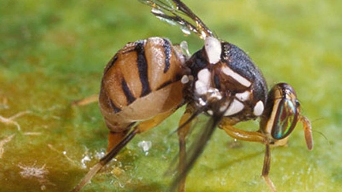 Oriental fruit fly 