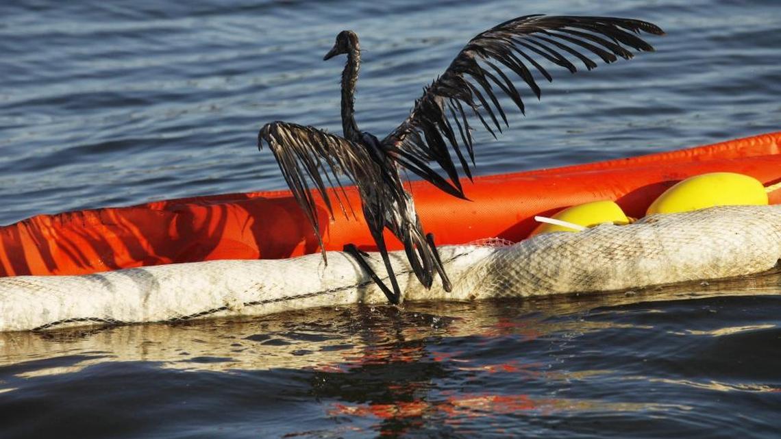 An oil-drenched bird struggles to climb onto a boom from the waters of Barataria Bay, Louisiana, which in 2010 were filled with oil from the BP Deepwater Horizon oil spill.
