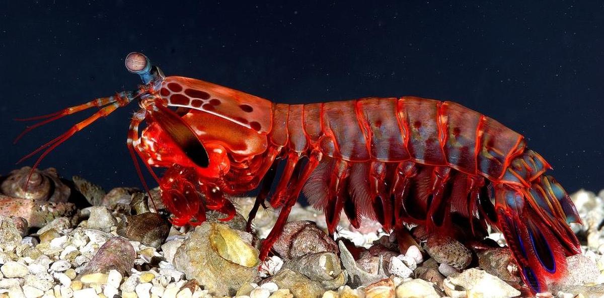 A mantis shrimp