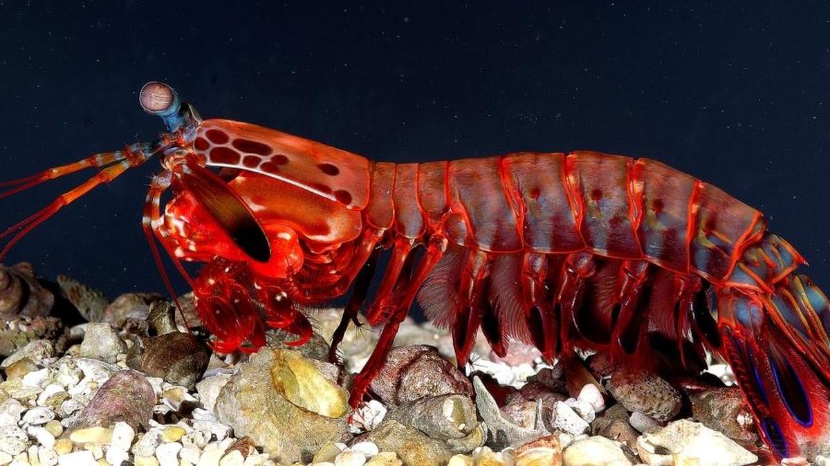 A mantis shrimp