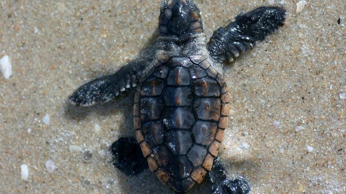 A loggerhead turtle hatching makes its way to the ocean. Turtle nesting and hatching season is underway in the Keys.
