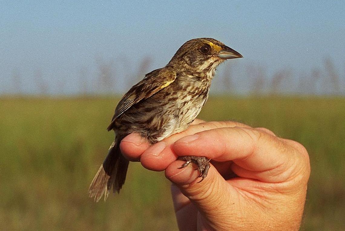Cape Sable seaside sparrows are among the planet’s most endangered birds and now number less than 3,000 living in Everglades National Park. Emergency high water operations this month threaten to flood nests still containing chicks and eggs.