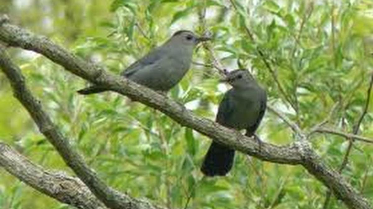 Christopher Omar Muñiz Muñoz has been charged in Miami federal court with selling and attempting to sell federally protected migratory birds. The complaint said that a box being shipped to him ‘[contained] what appeared to be approximately six gray catbirds.’ Above, two of those birds are seen in the wild.