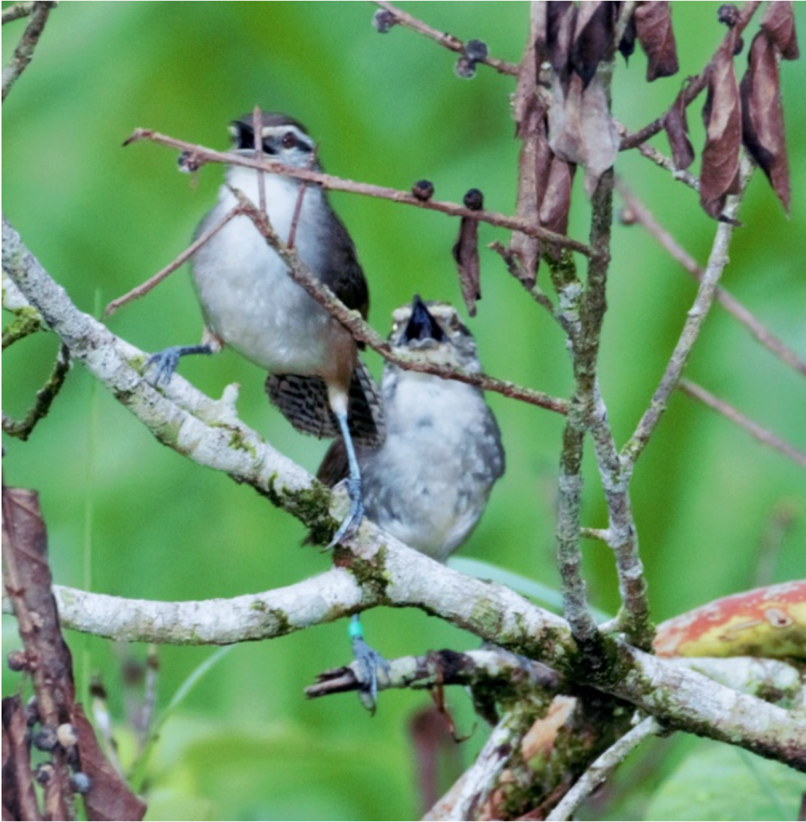 Two adult canebrake wrens share a branch as they perform the birds’ signature duet.