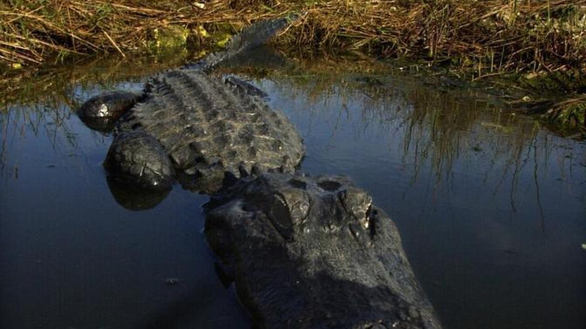 In the last 10 years, trappers have captured and killed 240 alligators at Disney’s Orlando attraction.