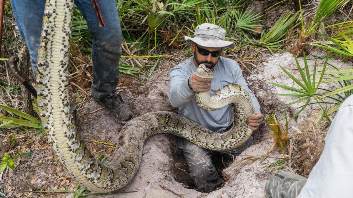 In Southwest Florida, Burmese pythons have taken over burrows from native species. A new study has found they have introduced a new lung parasite spreading to native snakes.