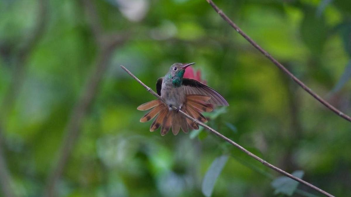 A buff-bellied hummingbird made a rare appearance at Castellow Hammock Nature Center this month. The hummingbirds, among the least studied in the U.S., typically migrates between Texas and Mexico.