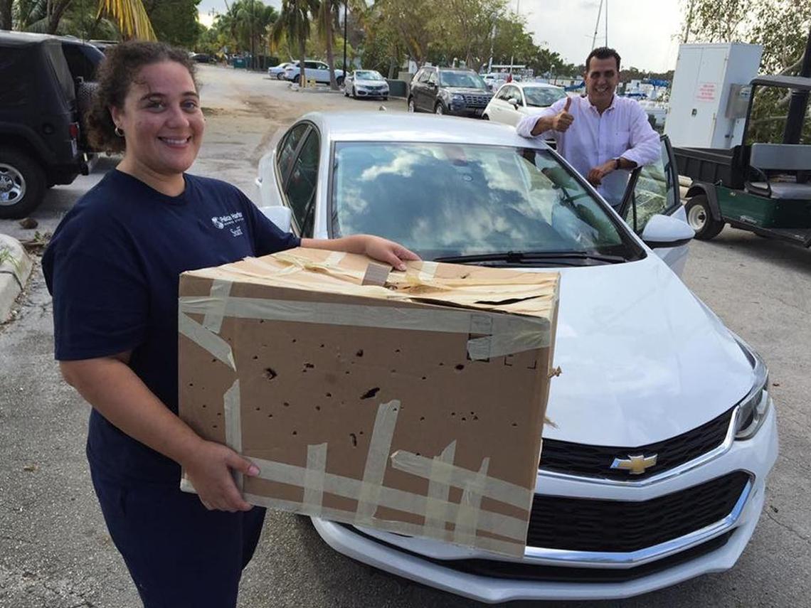Pelican Harbor Seabird Station Wildlife Rehabilitation Manager Yaritza Acosta accepts a patient that was sent to the hospital via Uber.