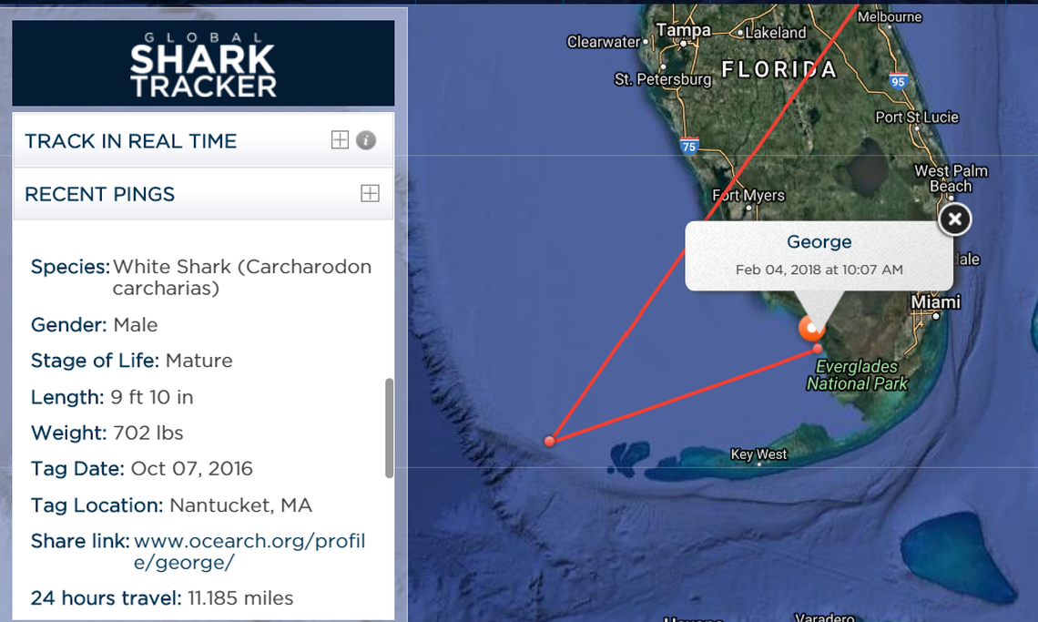 The nonprofit Ocearch first tagged the great white shark, George, off Nantucket in October 2016 when he weighed just over 700 pounds and was nearly 10 feet long. Osearch chief science advisor and Mote senior scientist Bob Hueter estimates he’s probably grown closer to a 1,000 pounds now.