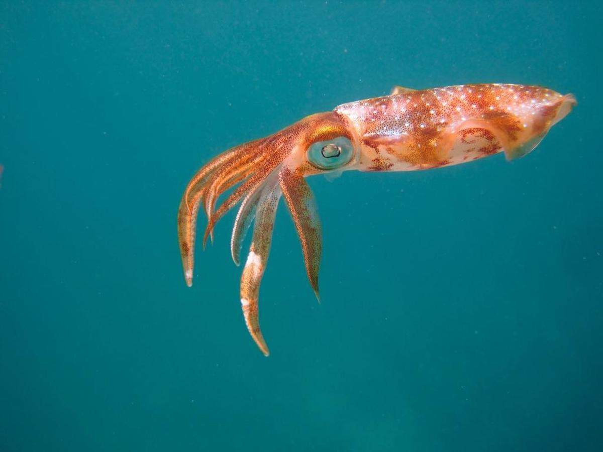 3rd place, University of Miami student: A Caribbean reef squid off Key Largo.