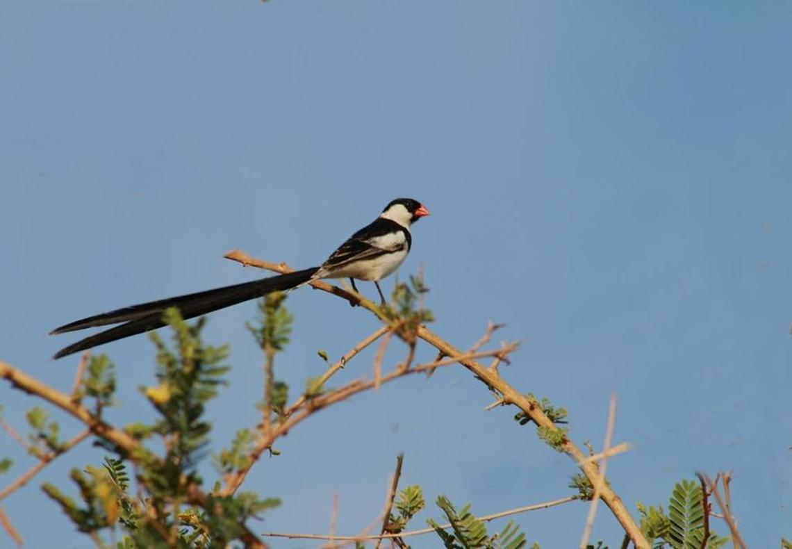 Naturalist and author Rick Cech photographed this pin-tailed whydah during a 2010 African trip.