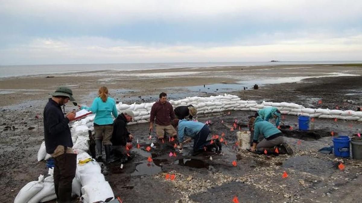 Archaeologists work on an ancient burial ground on an island near Cedar Key.