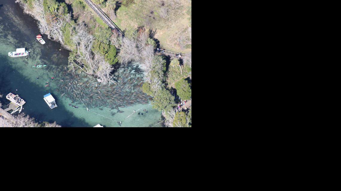 
Manatees crowd into a cove at Three Sisters Springs in Kings Bay near the headwaters of the Crystal River. The springs keep water temperature at about 72 degrees, a warm refuge for the wintering sea cows.
