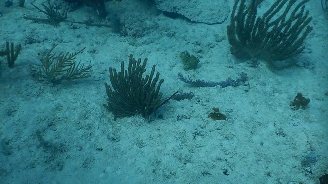 
A Miami Waterkeeper diver photographed buried and dead coral near the Port Miami dredge in June.
