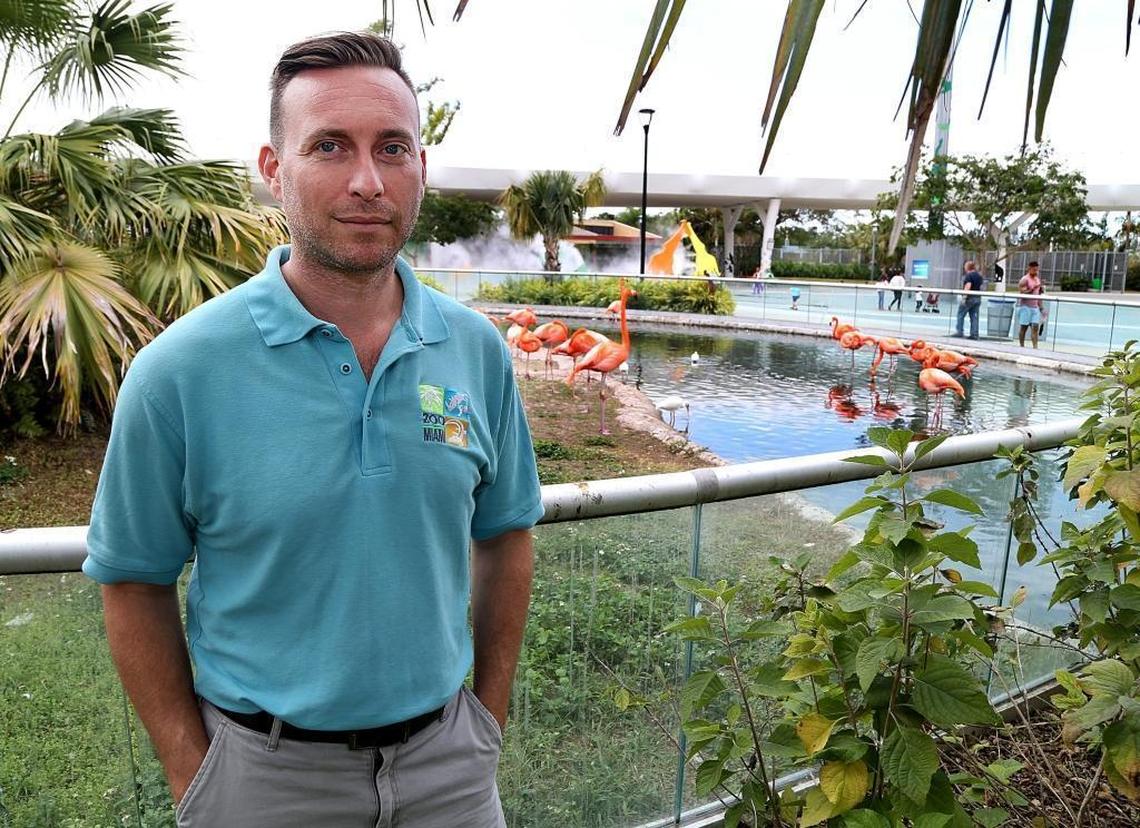 Zoo Miami Veterinarian Frank Ridgley is a co-author on a new study that concludes flamingos are likely native to Florida, ending a century-old mystery about the iconic bird’s origins.