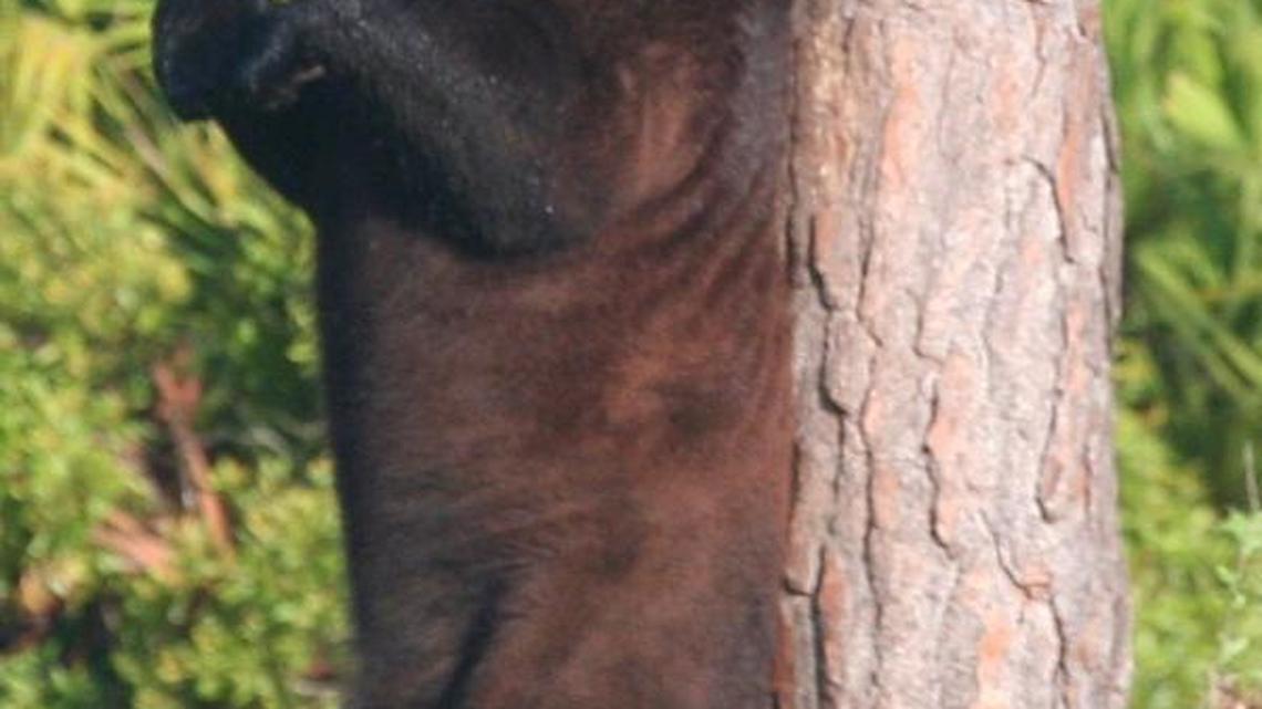 A black bear scratches his back on a cypress tree in the Everglades in 2009.