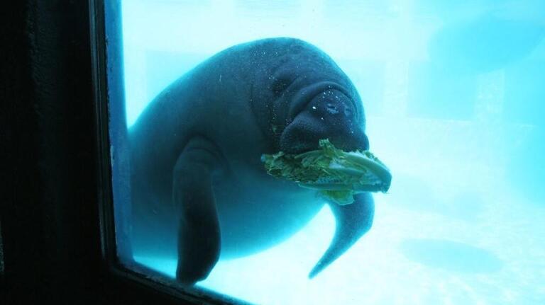 Manatees will receive emergency rations of romaine lettuce if starvation looms this winter