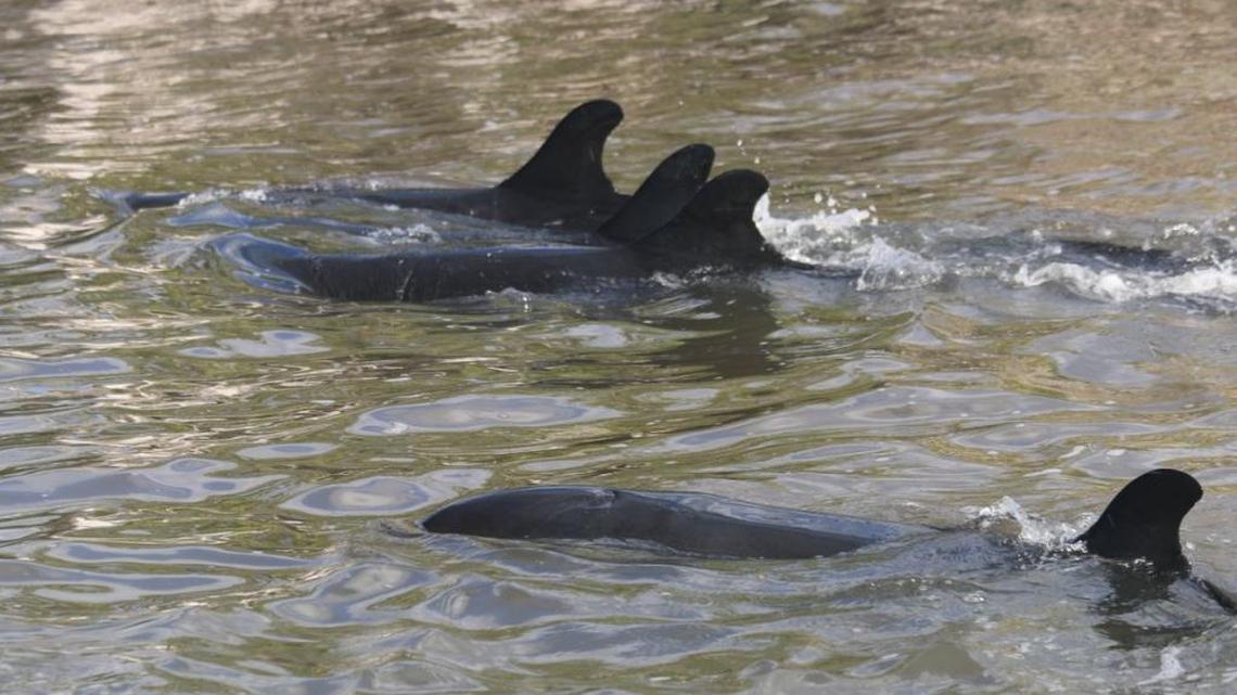 NOAA officials are investigating a mass stranding of false killer whales near Hog Key in Southwest Florida over the weekend. A whale was first sighted on Saturday.